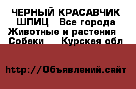 ЧЕРНЫЙ КРАСАВЧИК ШПИЦ - Все города Животные и растения » Собаки   . Курская обл.